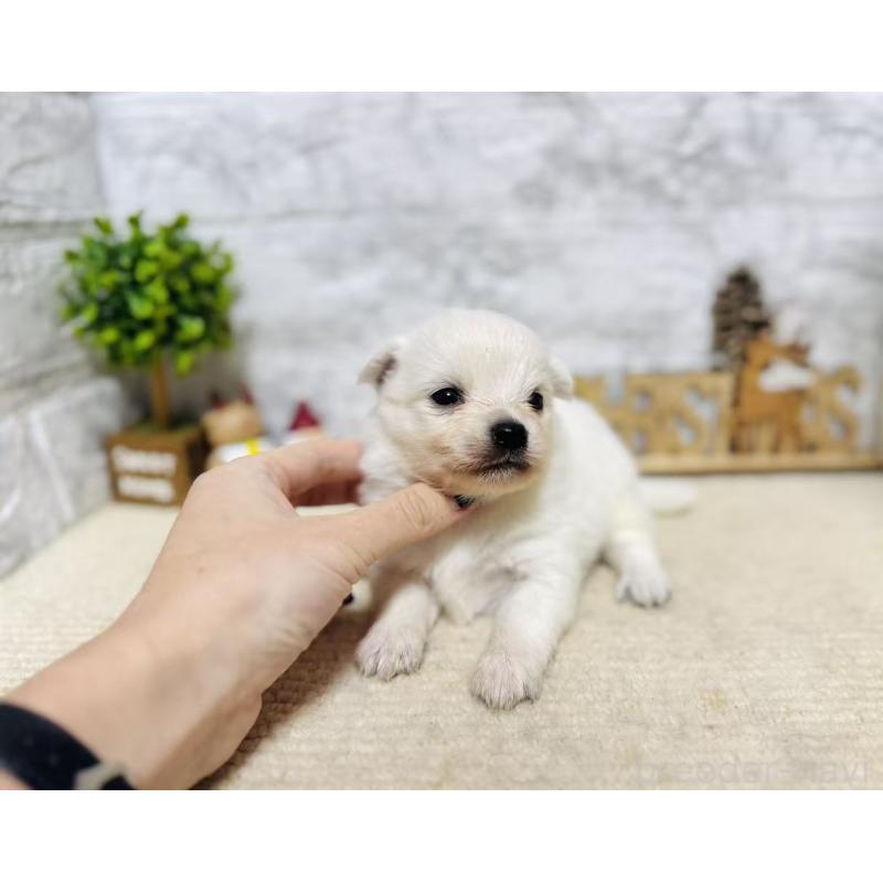 販売中の岐阜県のミックス犬-448870の8枚目