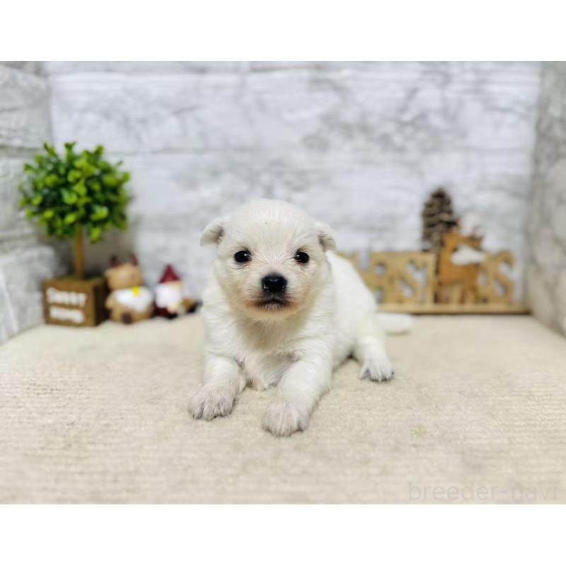 販売中の岐阜県のミックス犬-448870の6枚目