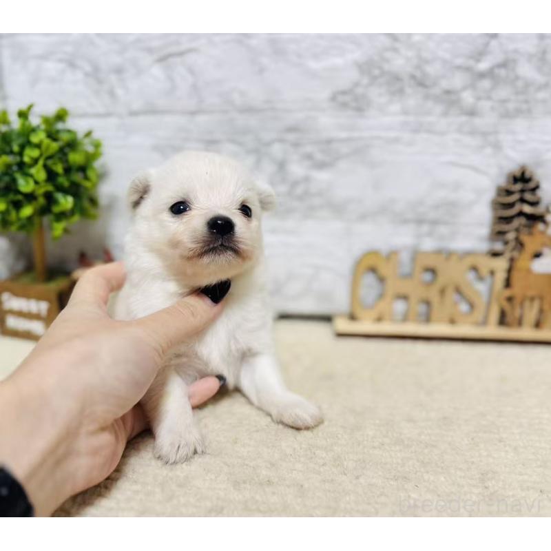 販売中の岐阜県のミックス犬-448870の4枚目