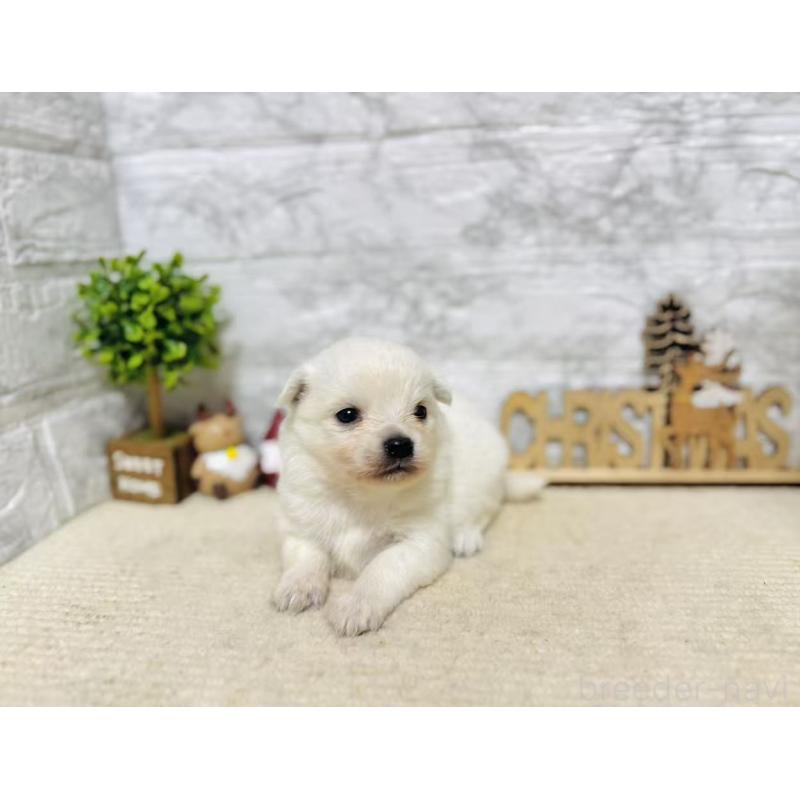 販売中の岐阜県のミックス犬-448870の3枚目