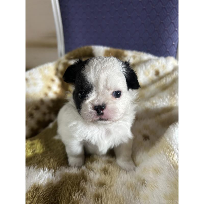 販売中の愛知県のミックス犬-448873の4枚目