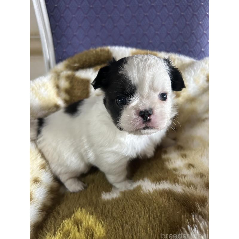 販売中の愛知県のミックス犬-448873の3枚目