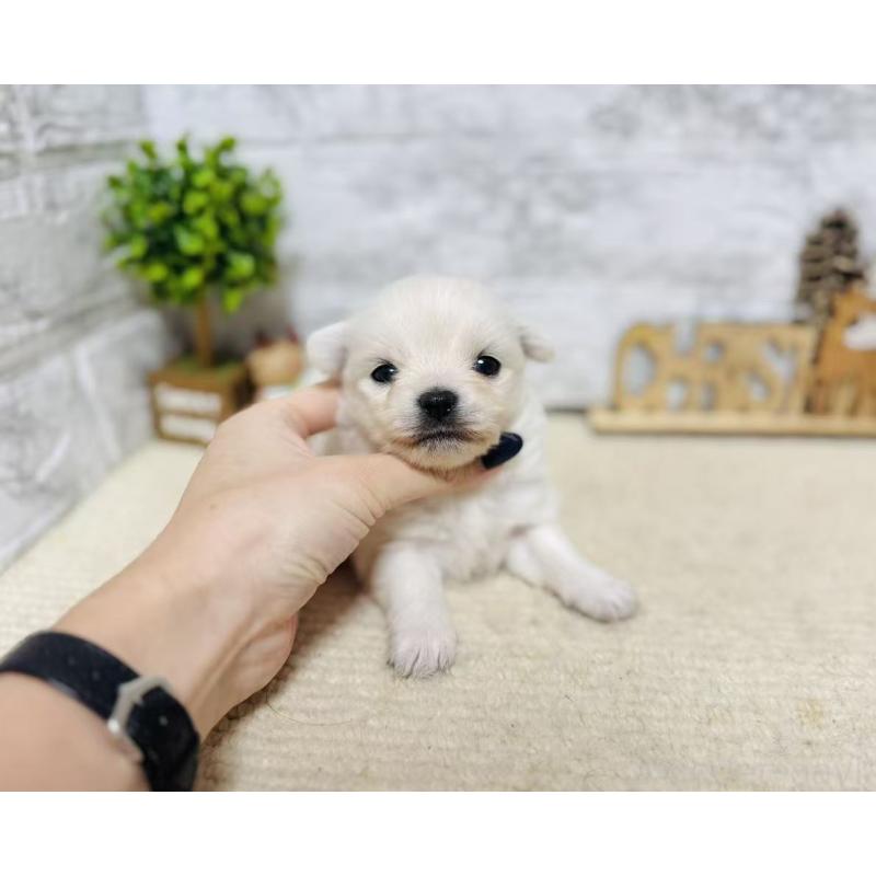 販売中の岐阜県のミックス犬-448872の8枚目