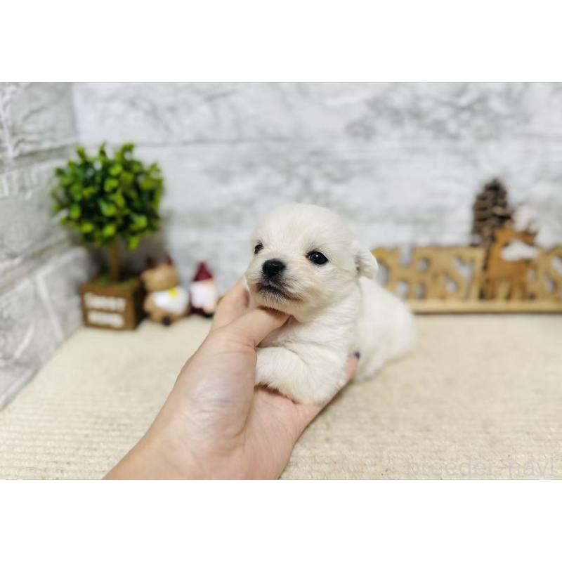 販売中の岐阜県のミックス犬-448872の7枚目