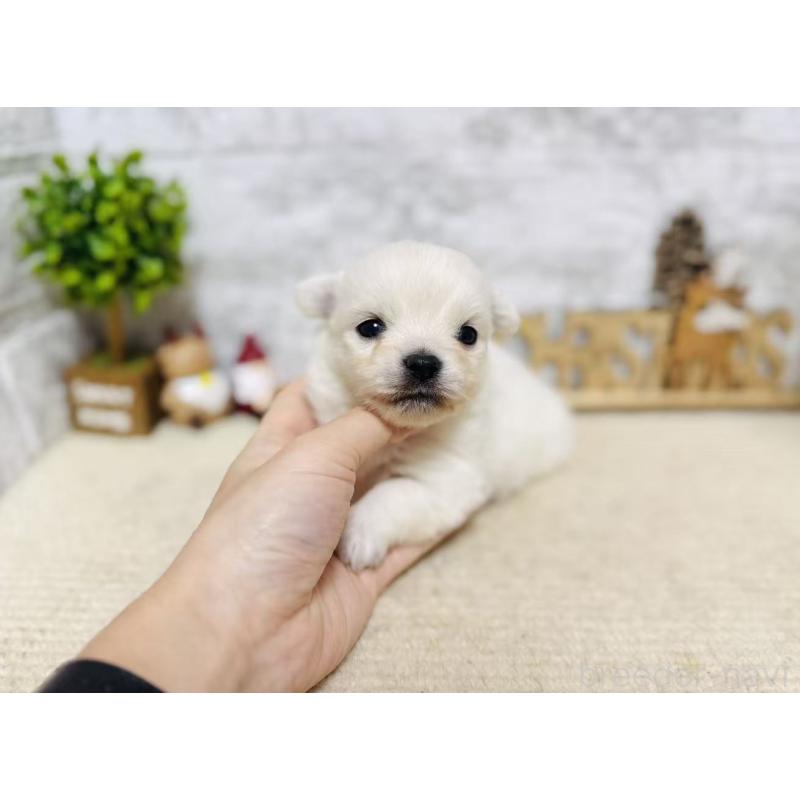 販売中の岐阜県のミックス犬-448872の6枚目