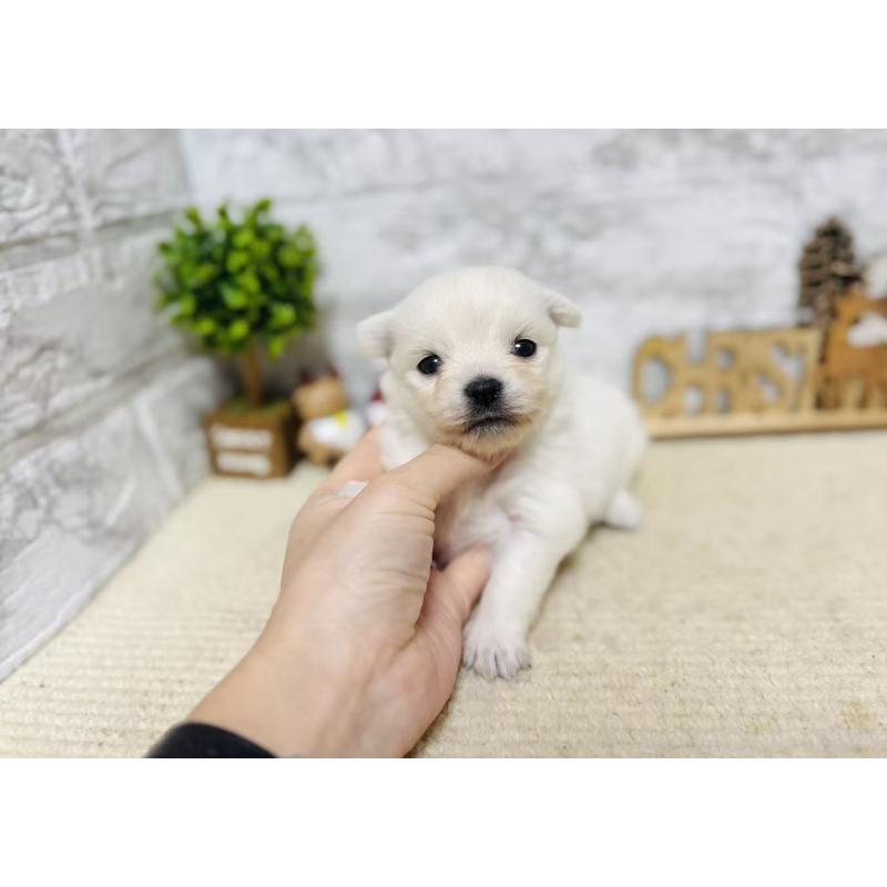 販売中の岐阜県のミックス犬-448872の5枚目