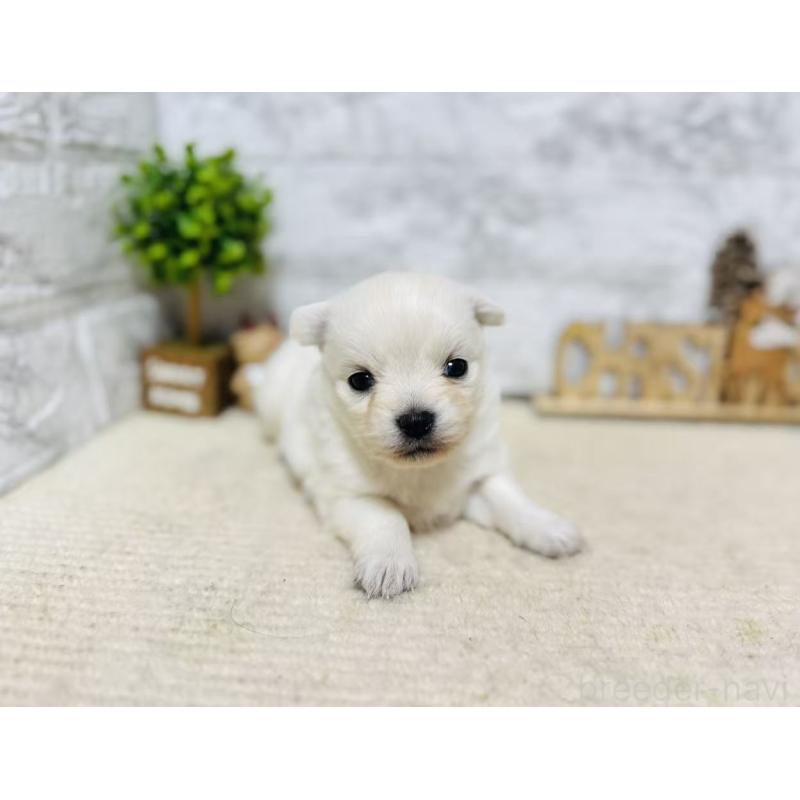 販売中の岐阜県のミックス犬-448872の4枚目