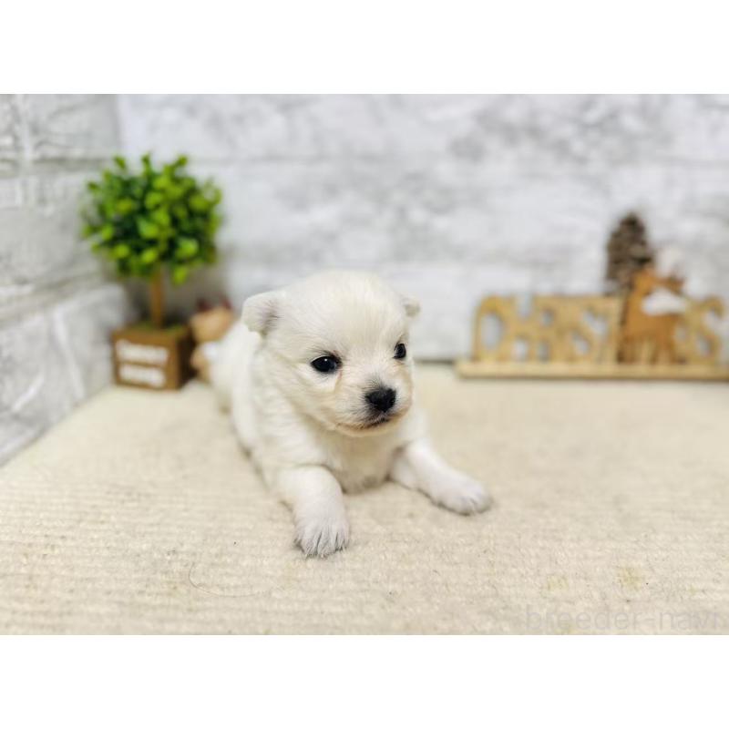 販売中の岐阜県のミックス犬-448872の3枚目