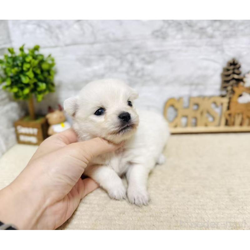 販売中の岐阜県のミックス犬-448872の2枚目