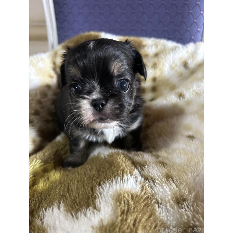 販売中の愛知県のミックス犬-448875