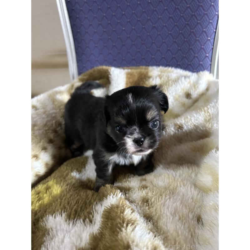 販売中の愛知県のミックス犬-448875の6枚目