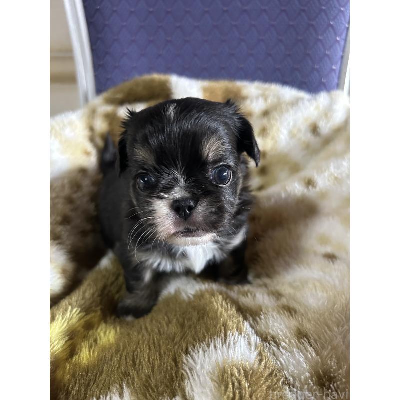 販売中の愛知県のミックス犬-448875の5枚目