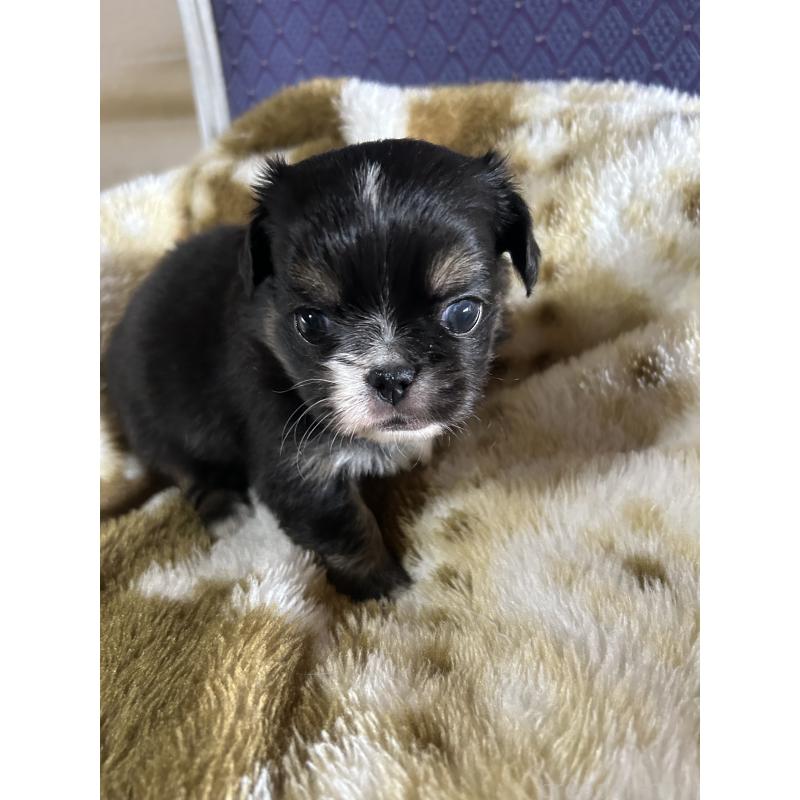 販売中の愛知県のミックス犬-448875の4枚目