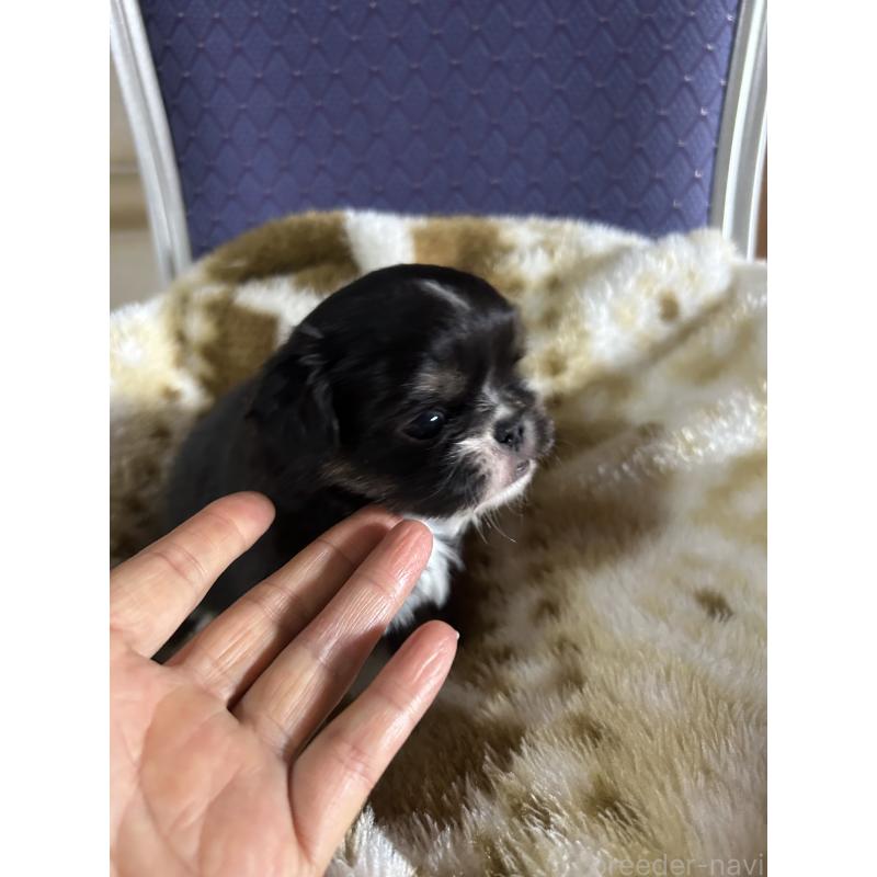 販売中の愛知県のミックス犬-448875の3枚目