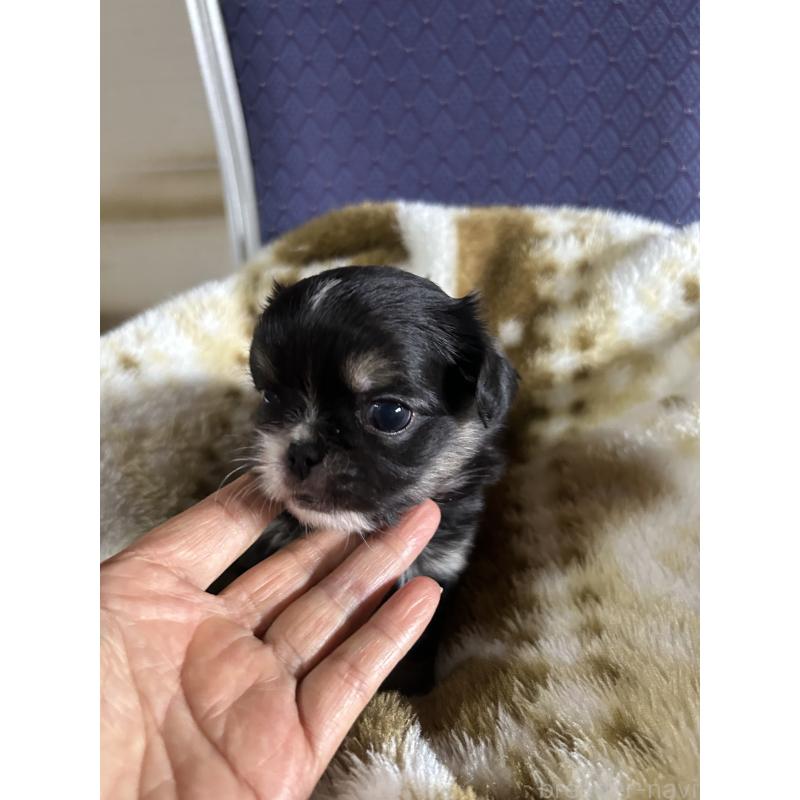 販売中の愛知県のミックス犬-448875の2枚目