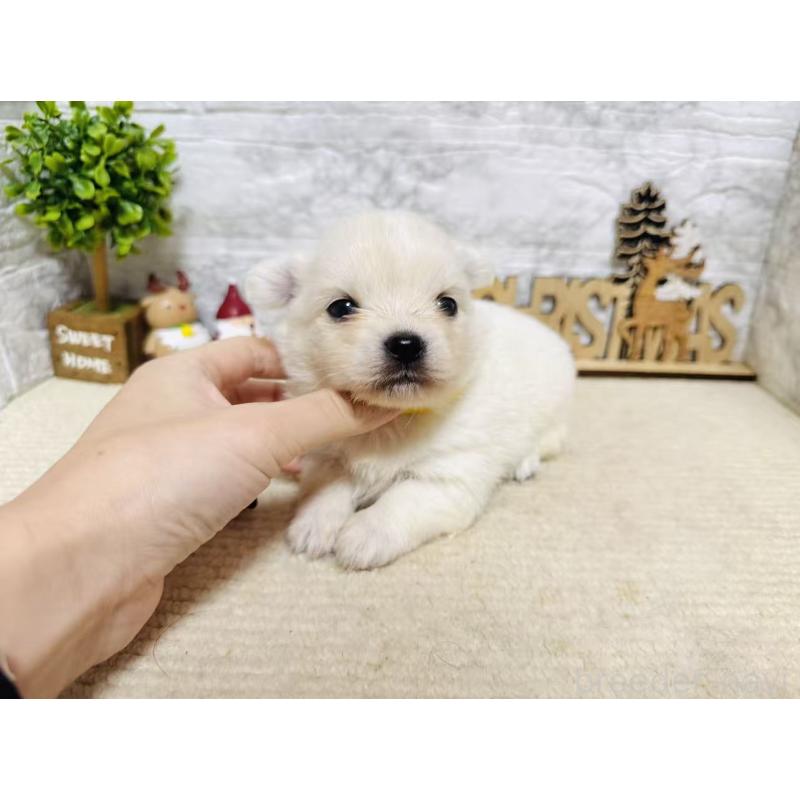 販売中の岐阜県のミックス犬-448874の8枚目