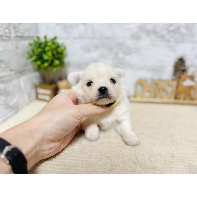 販売中の岐阜県のミックス犬-448874の7枚目