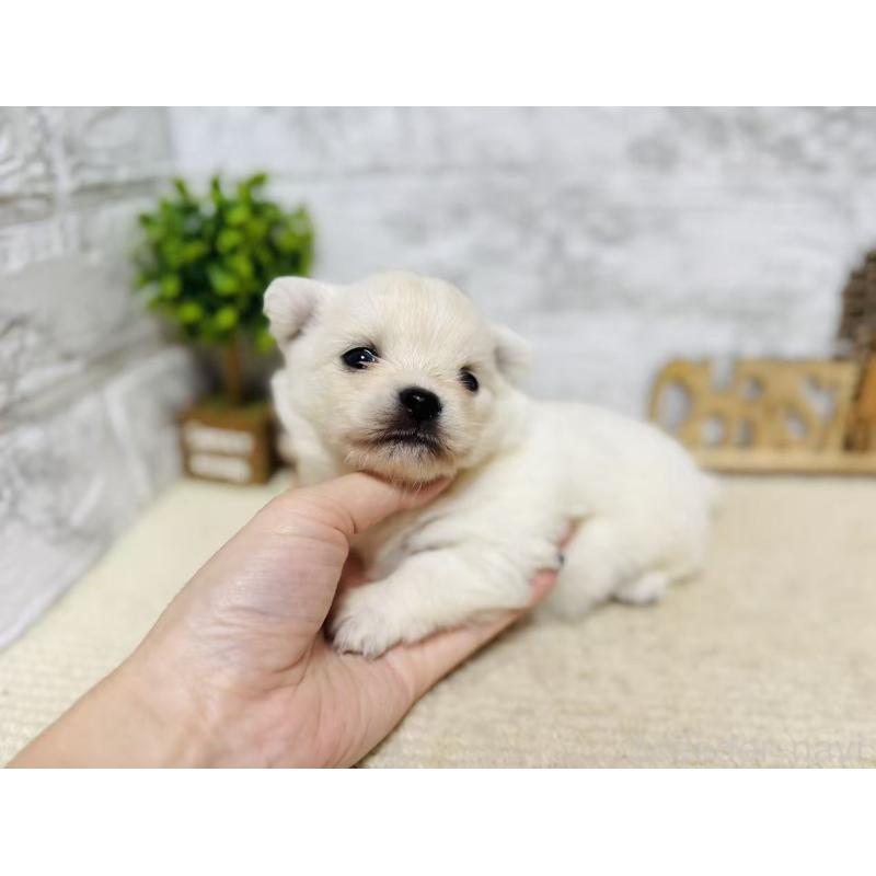 販売中の岐阜県のミックス犬-448874の6枚目