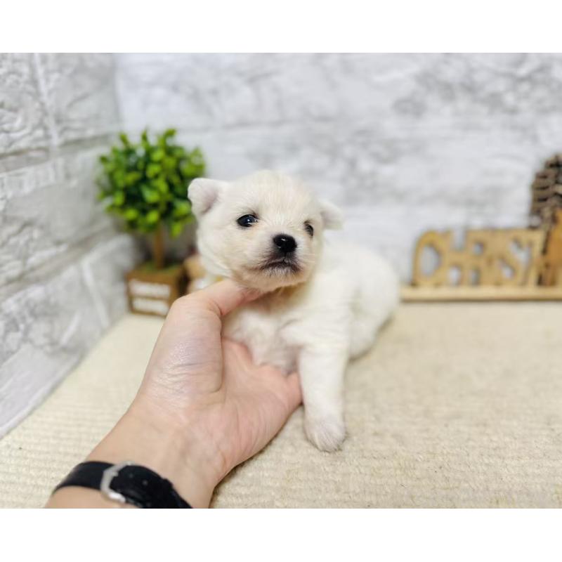 販売中の岐阜県のミックス犬-448874の5枚目