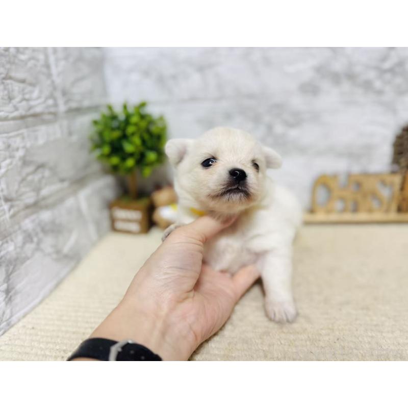 販売中の岐阜県のミックス犬-448874の4枚目