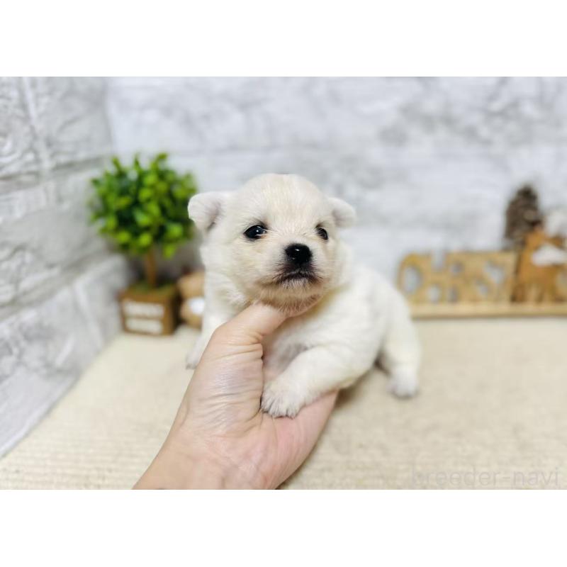 販売中の岐阜県のミックス犬-448874の3枚目