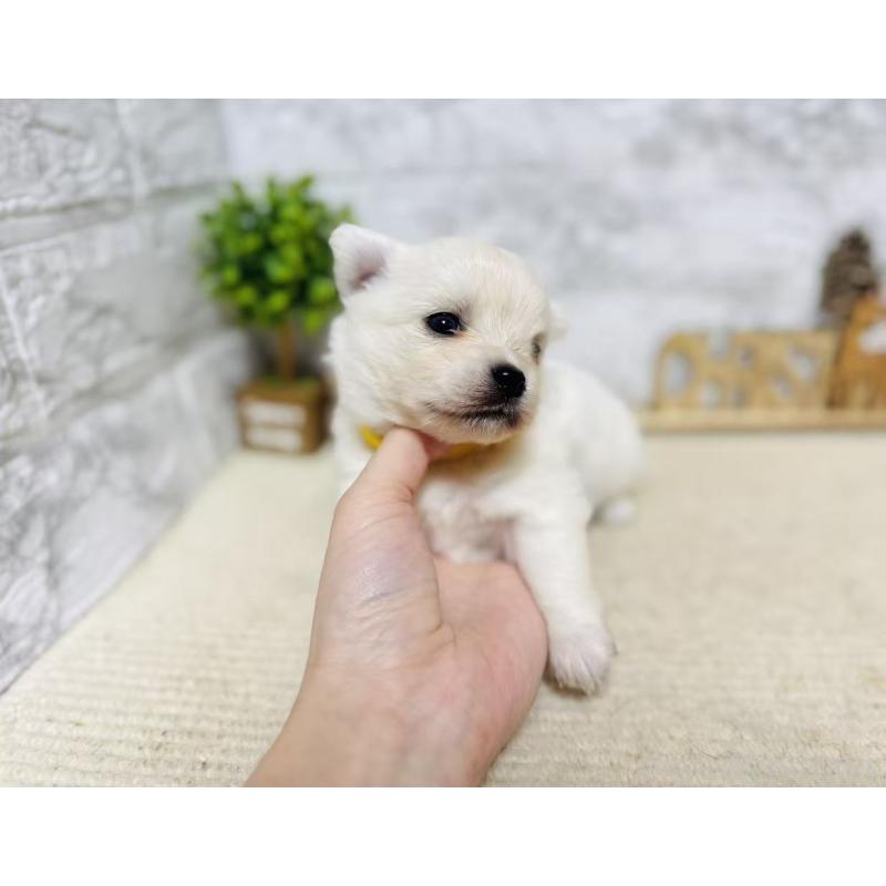 販売中の岐阜県のミックス犬-448874の2枚目