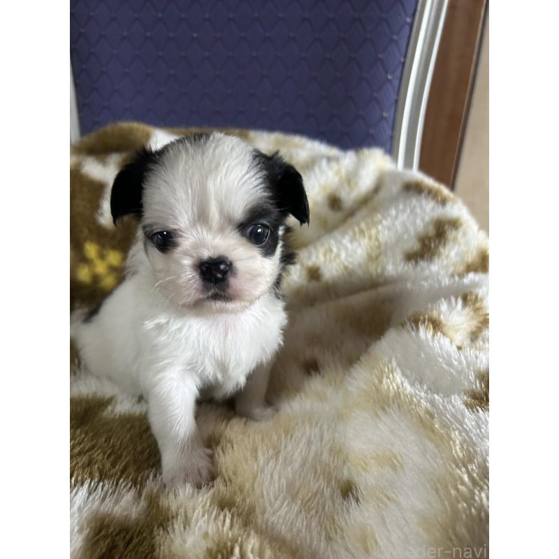 販売中の愛知県のミックス犬-448876の1枚目