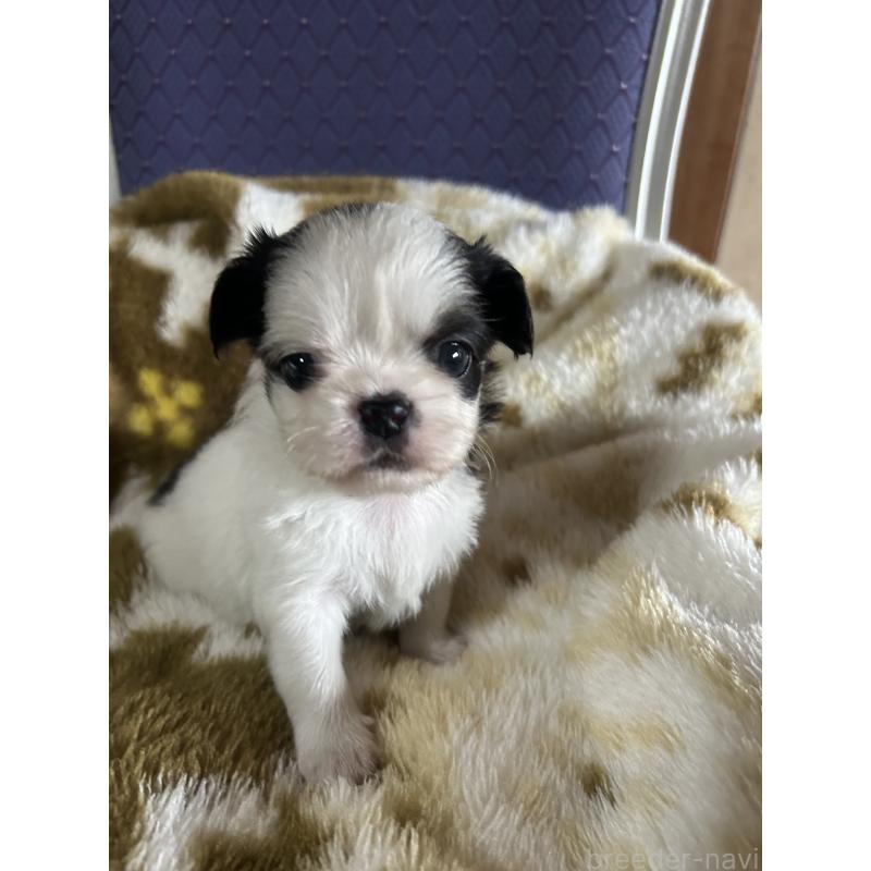 販売中の愛知県のミックス犬-448876の3枚目