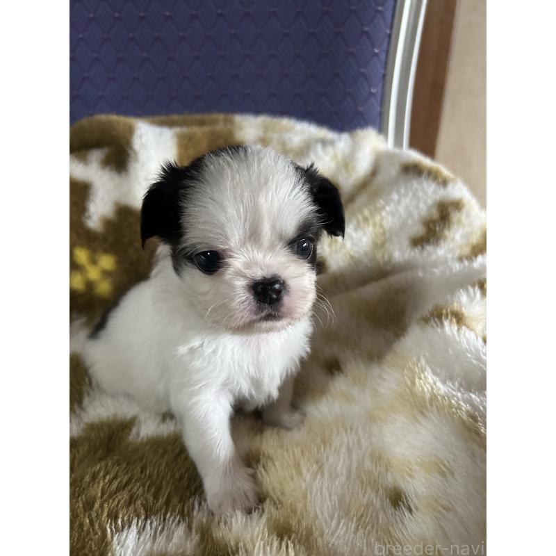 販売中の愛知県のミックス犬-448876の2枚目