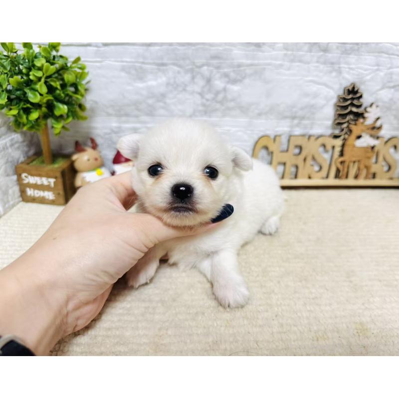 販売中の岐阜県のミックス犬-448877の8枚目