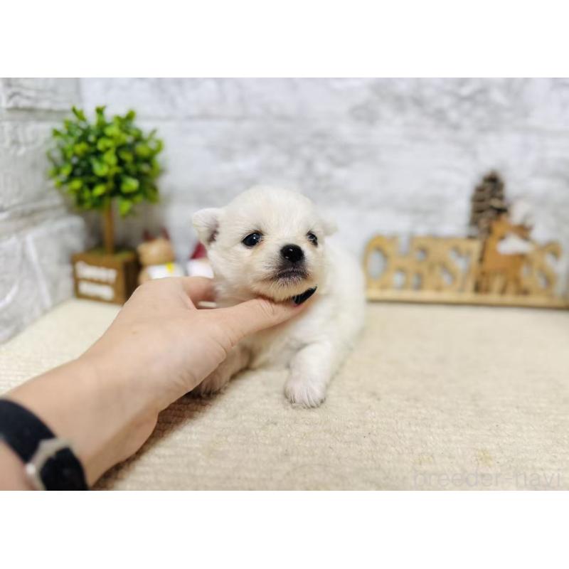 販売中の岐阜県のミックス犬-448877の7枚目