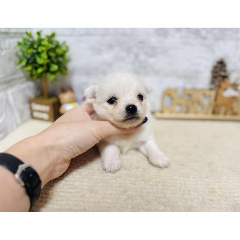 販売中の岐阜県のミックス犬-448877の5枚目