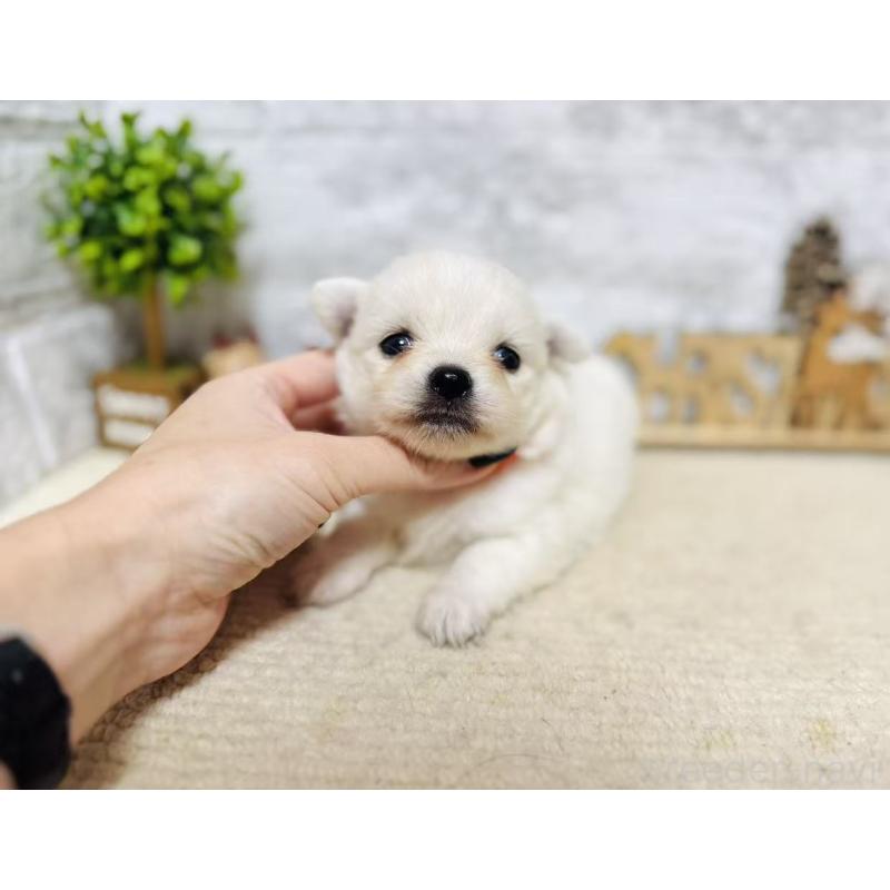 販売中の岐阜県のミックス犬-448877の4枚目