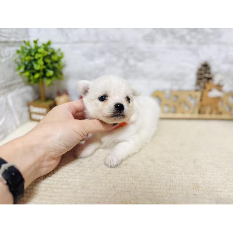 販売中の岐阜県のミックス犬-448877の3枚目