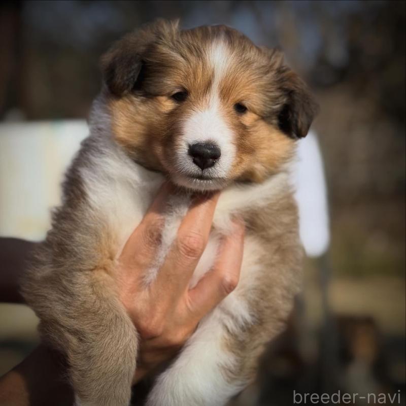 販売中の大阪府のシェットランドシープドッグ(シェルティ)-448878の1枚目