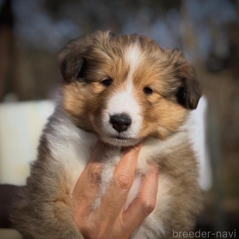 販売中の大阪府のシェットランドシープドッグ(シェルティ)-448878の3枚目