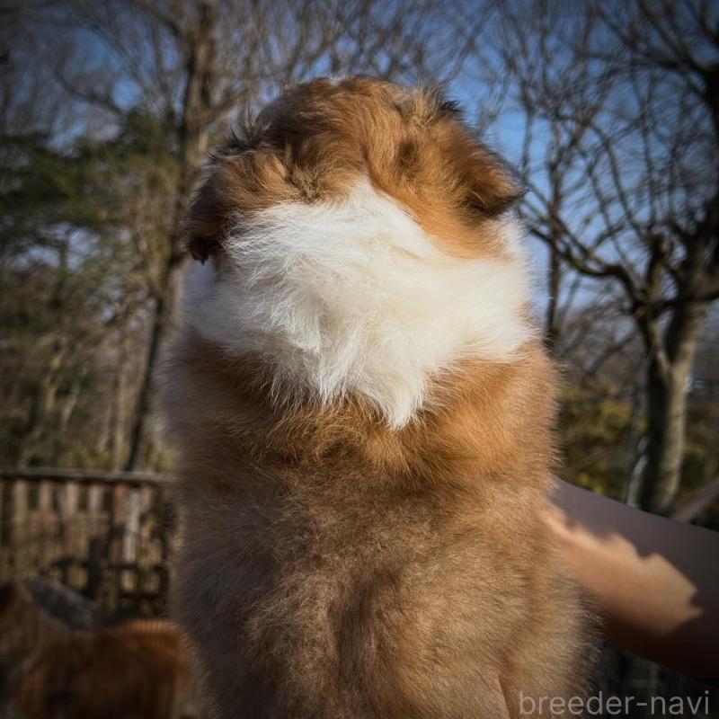 販売中の大阪府のシェットランドシープドッグ(シェルティ)-448878の2枚目