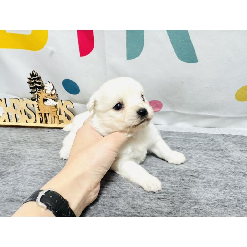 販売中の岐阜県のミックス犬-448880の8枚目