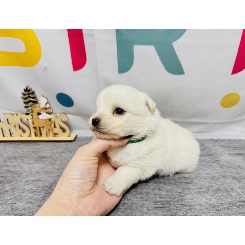 販売中の岐阜県のミックス犬-448880の6枚目