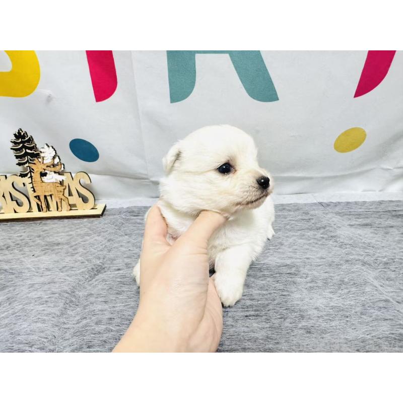 販売中の岐阜県のミックス犬-448880の5枚目