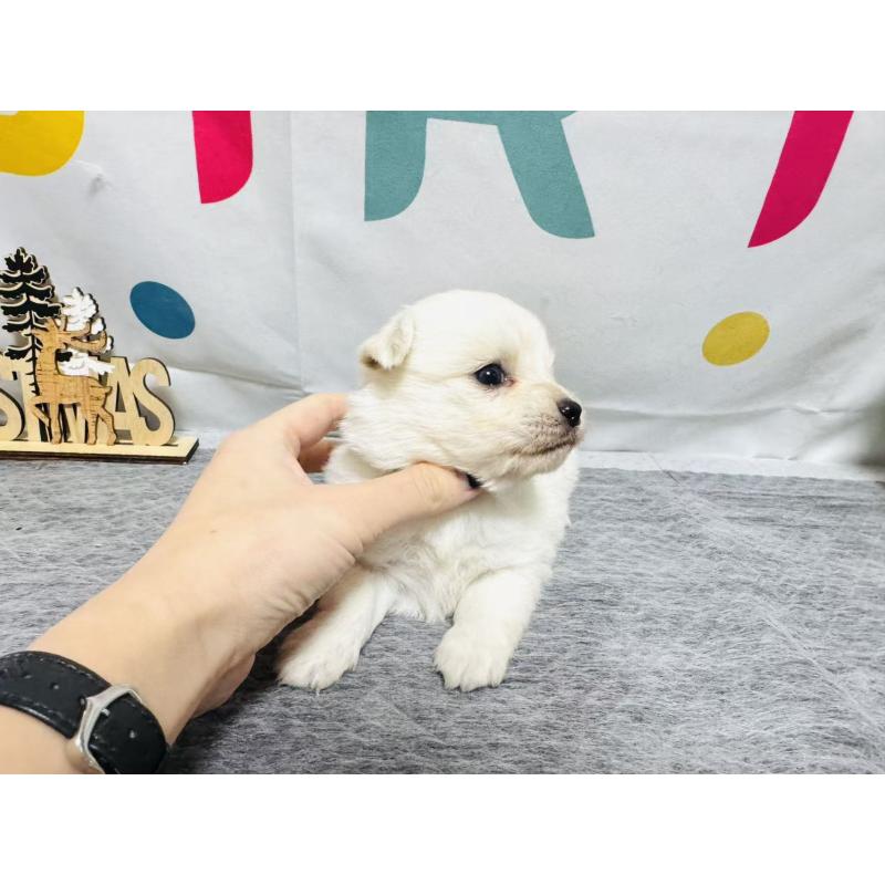 販売中の岐阜県のミックス犬-448880の4枚目