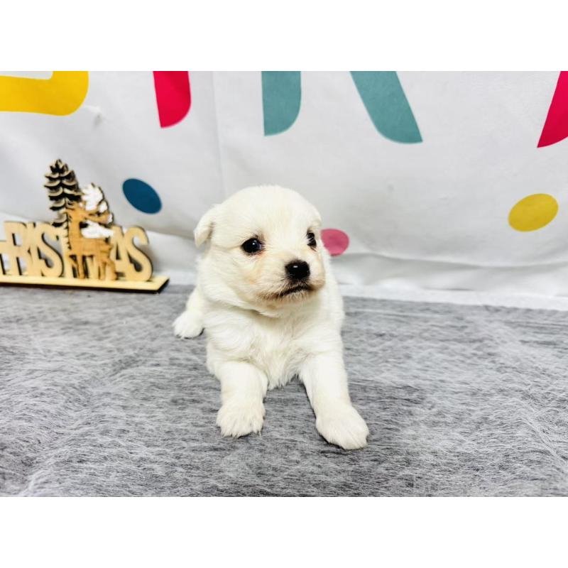 販売中の岐阜県のミックス犬-448880の3枚目