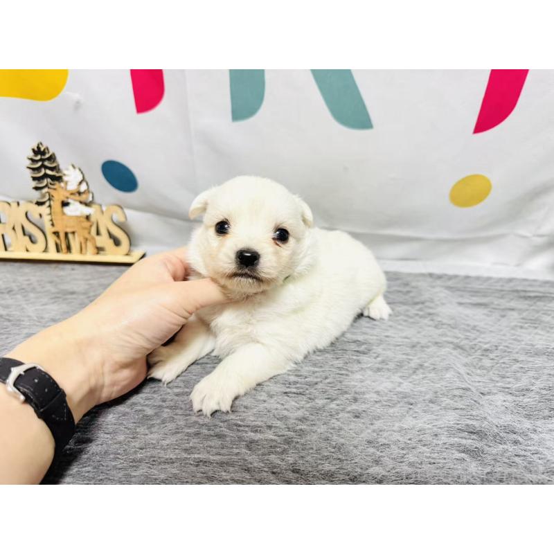 販売中の岐阜県のミックス犬-448880の2枚目