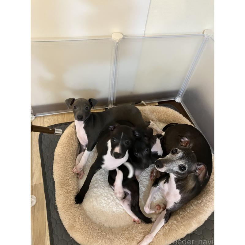 販売中の滋賀県のイタリアングレーハウンド(イタグレ)-439419の3枚目