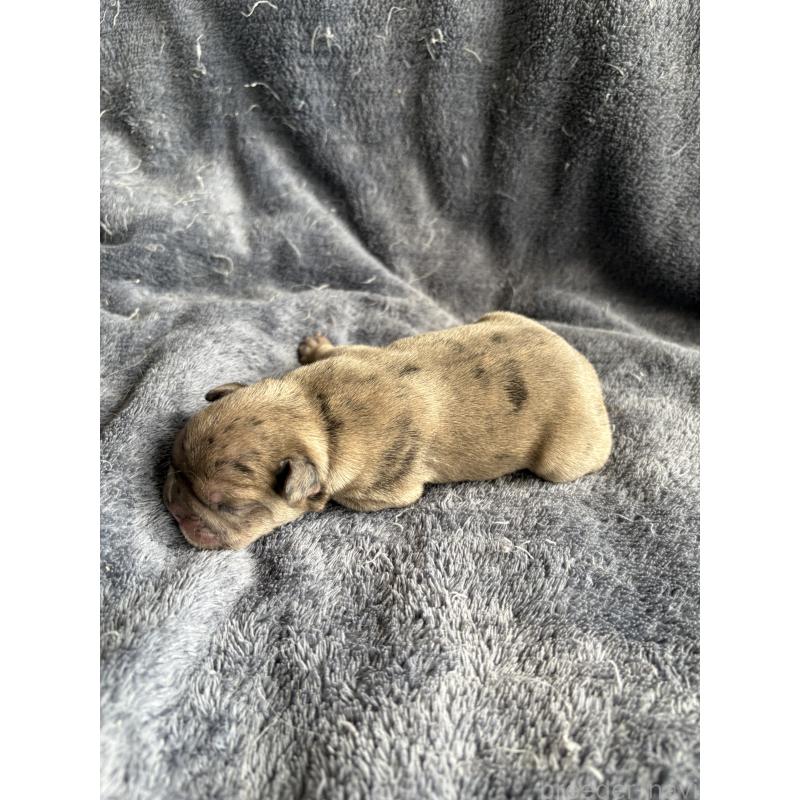 販売中の静岡県のフレンチブルドッグ-448881の2枚目