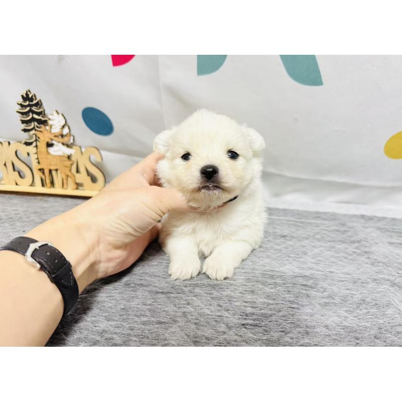 販売中の岐阜県のミックス犬-448882の9枚目