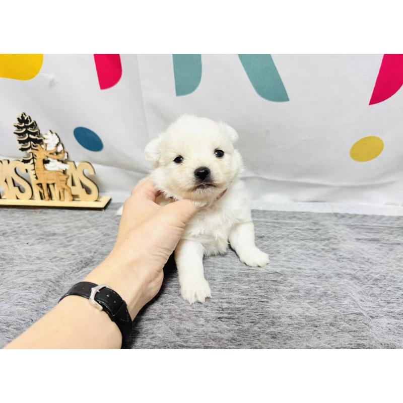 販売中の岐阜県のミックス犬-448882の7枚目