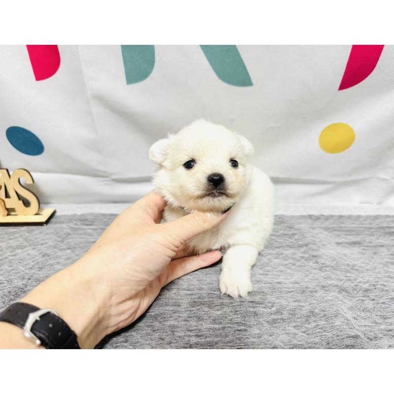 販売中の岐阜県のミックス犬-448882の6枚目