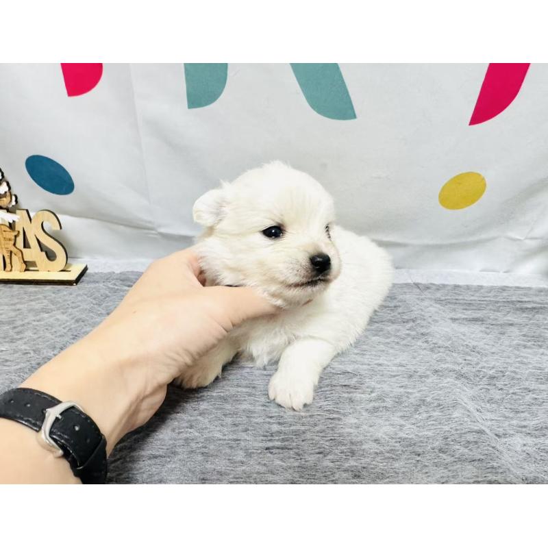 販売中の岐阜県のミックス犬-448882の4枚目