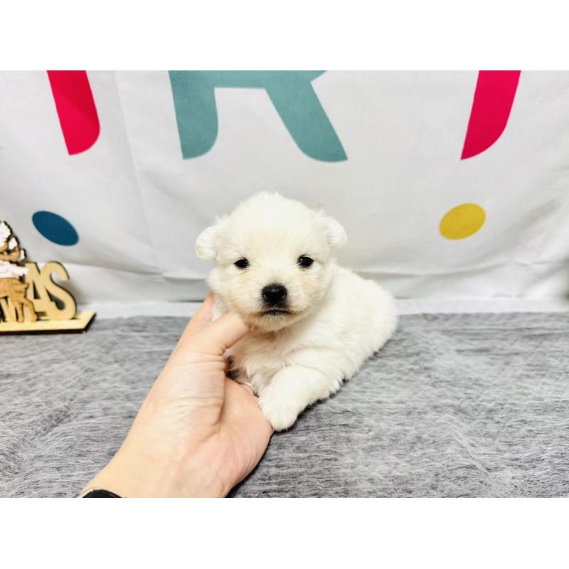 販売中の岐阜県のミックス犬-448882の3枚目